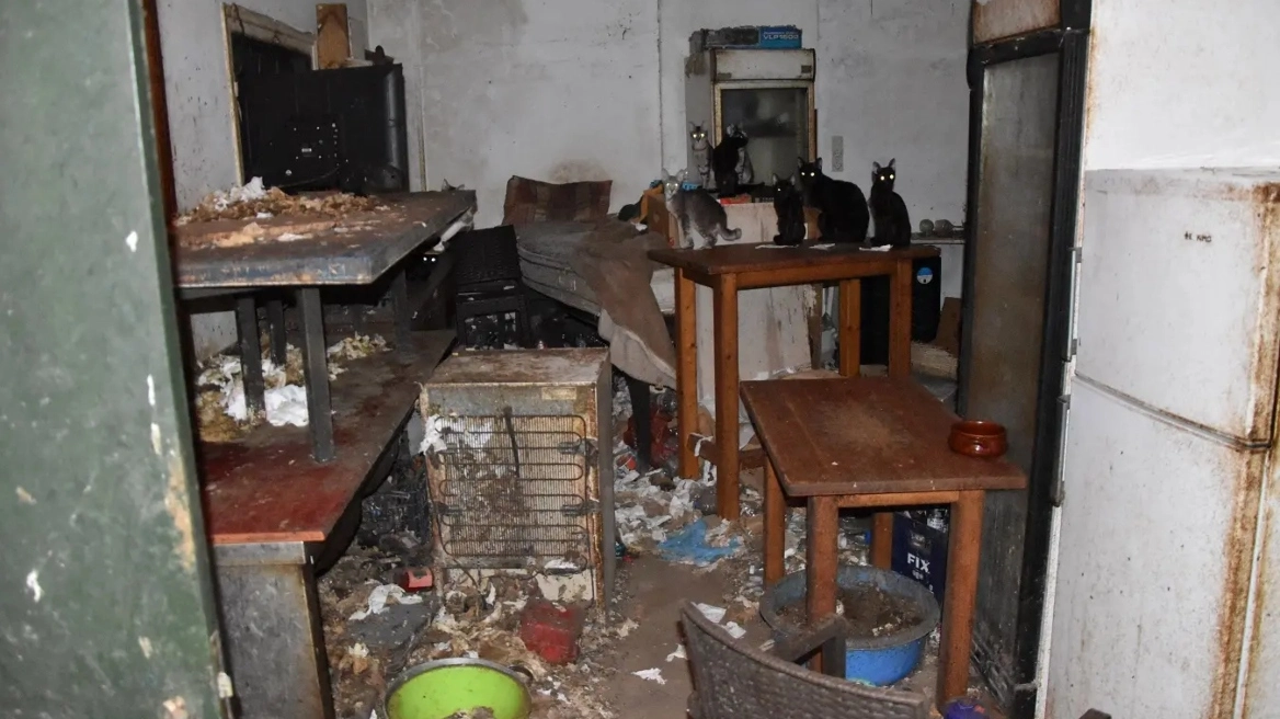 Πρόστιμο 1,7 εκατ. ευρώ σε 63χρονο - Είχε φυλακισμένες και υποσιτισμένες 58 γάτες μέσα στα σκουπίδια και τη βρωμιά (φωτο)