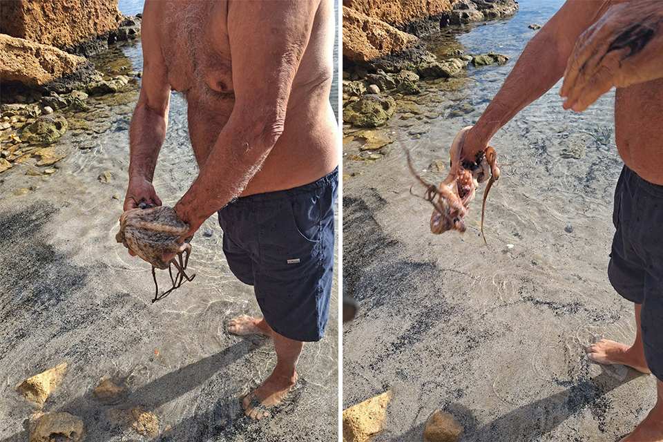 Χανιά: Βούτηξε για μπάνιο, βγήκε με… χταπόδι στο χέρι! (video)