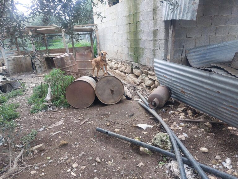 Χανιά: Σύλληψη για κακοποίηση ζώων στην Κίσσαμο - Πέντε σκύλοι αφαιρέθηκαν με εισαγγελική εντολή (φωτο)