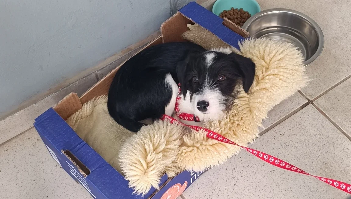 Χανιά: “Σαν το σκυλί” – Εγκαταλείπουν ζώα παντού στην πόλη (φωτο)