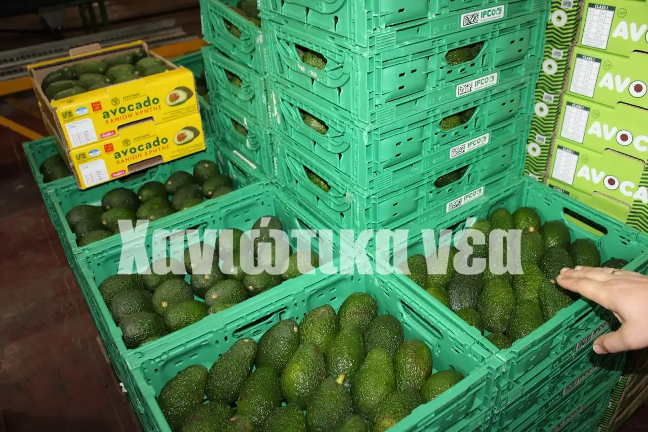 Χανιά: Χάνεται η αναγνώριση του χανιώτικου αβοκάντο λόγω λανθασμένων χειρισμών!