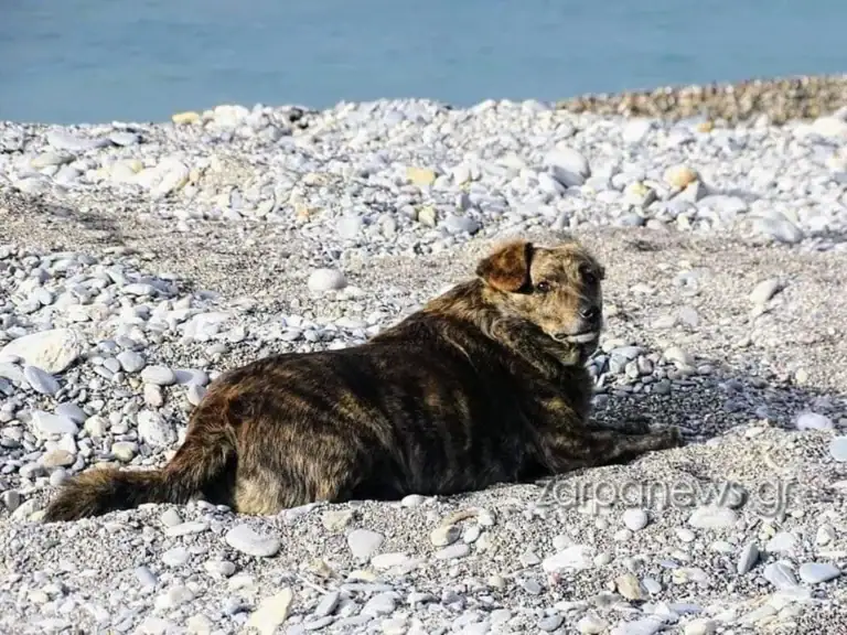 Χανιά: Η συγκινητική ιστορία του “Χάτσικο” της Παλαιόχωρας (Video)