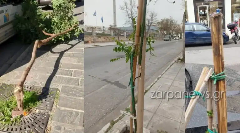 Χανιά: Τι συμβαίνει με τα δέντρα; Καθημερινό φαινόμενοι οι βανδαλισμοί (φωτο)