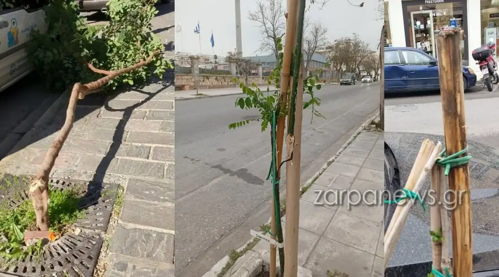 Χανιά: Τι συμβαίνει με τα δέντρα; Καθημερινό φαινόμενοι οι βανδαλισμοί (φωτο)