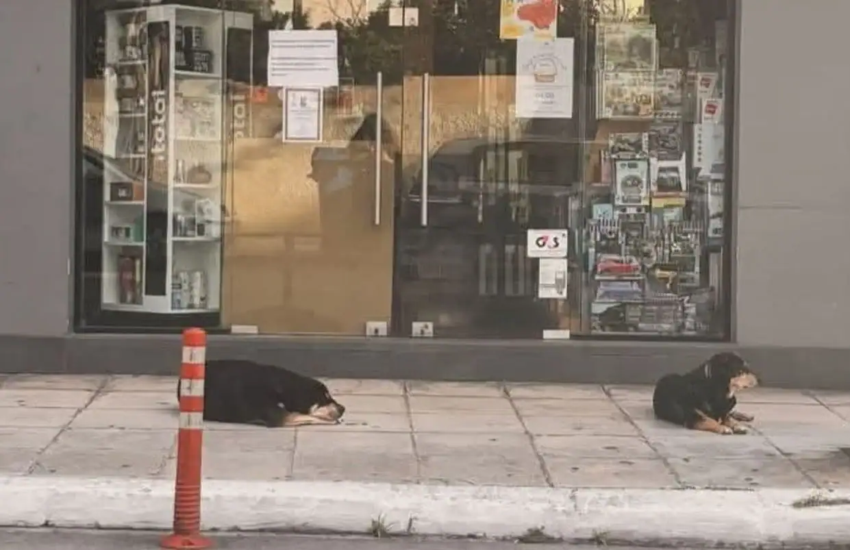 Χανιά: Η Ελένη έφυγε… οι σκύλοι της την περιμένουν έξω από το μαγαζί της