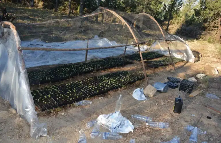 Χανιά: Μεγάλη επιχείρηση της ΕΛ.ΑΣ. στον Αποκόρωνα – Εντοπίστηκε θερμοκήπιο με 1.330 δενδρύλλια κάνναβης - κέρδη €2 εκατ. (φωτο)