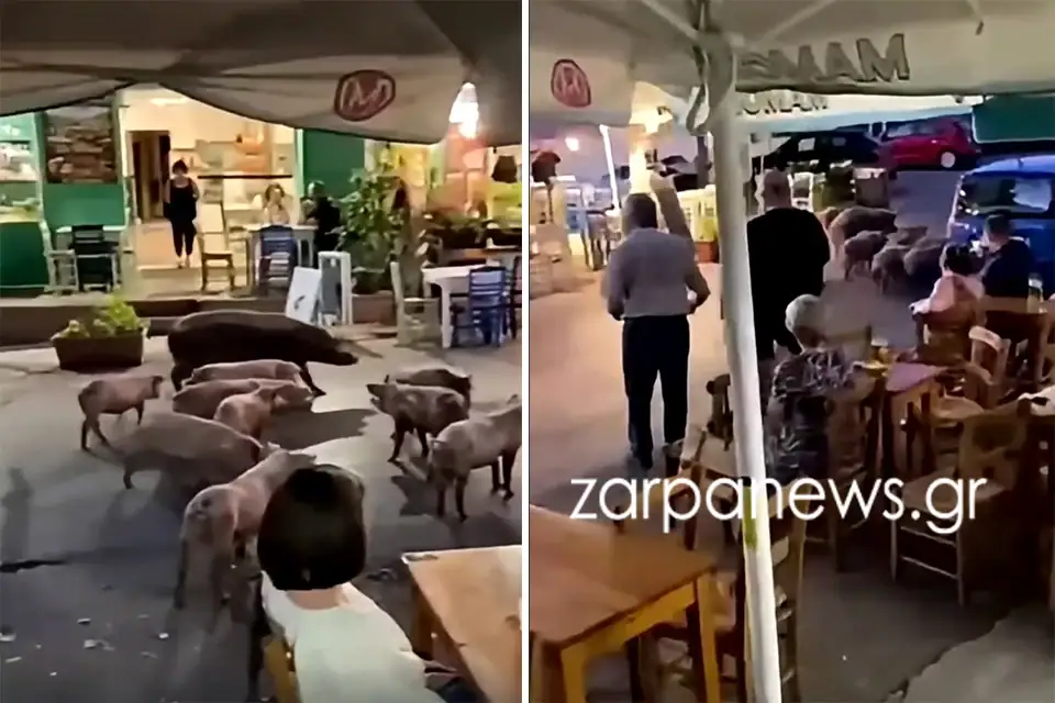 Χανιά: Βγήκαν για... ρακές τα γουρουνάκια στον Βάμο! – Η viral «παρέλαση» έξω από τα καφενεία (video)