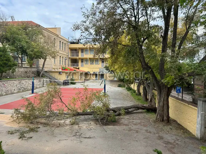 Χανιά: Έπεσε δέντρο σε αυλή σχολείου – Ευτυχώς ήταν Κυριακή και δεν θρηνήσαμε θύματα