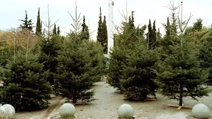 Το φυσικό χριστουγεννιάτικο δέντρο που ταιριάζει στο σπίτι σας: χώρος, μέγεθος και κόστος