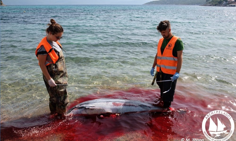 Ανθρώπινη θηριωδία στα Δωδεκάνησα - Μαζικές δολοφονίες θαλάσσιων θηλαστικών (φωτο)