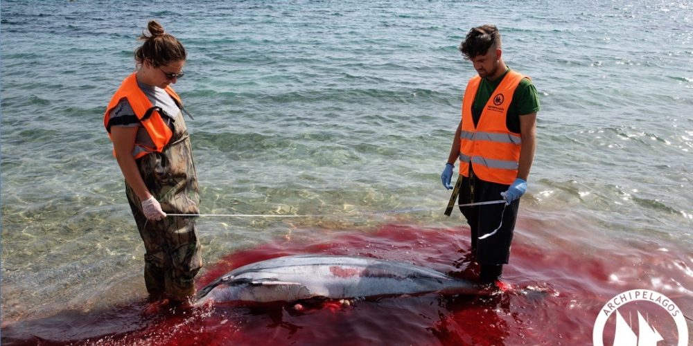 Ανθρώπινη θηριωδία στα Δωδεκάνησα – Μαζικές δολοφονίες θαλάσσιων θηλαστικών (φωτο)