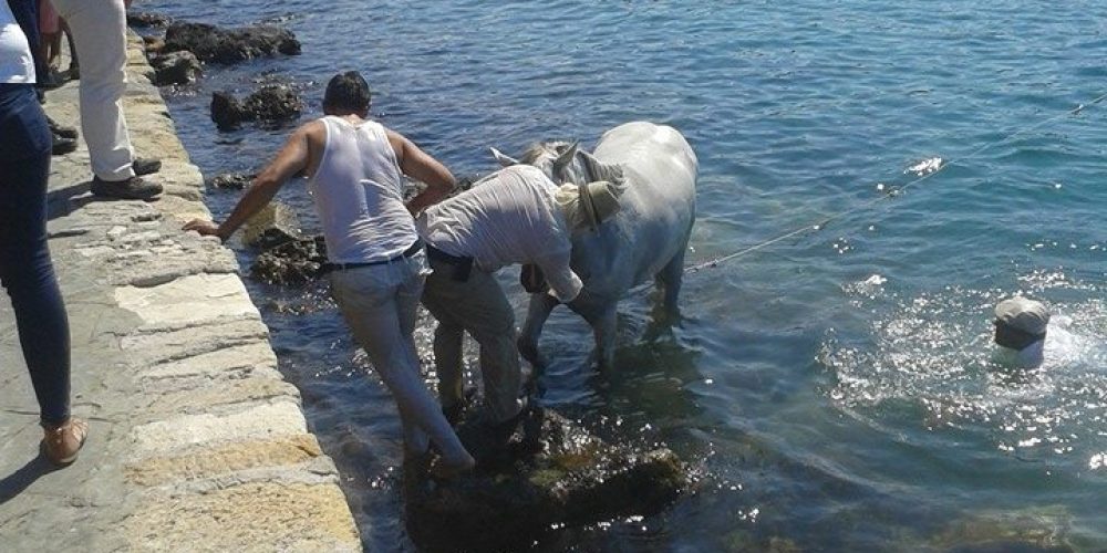 Έπεσε άμαξα με το άλογο μέσα στο ενετικό λιμάνι Χανίων (φωτο)
