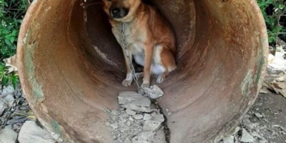 Χανιά: Εντοπίστηκαν 17 εξαθλιωμένα βαρελόσκυλα – Έκκληση για βοήθεια (φωτο)