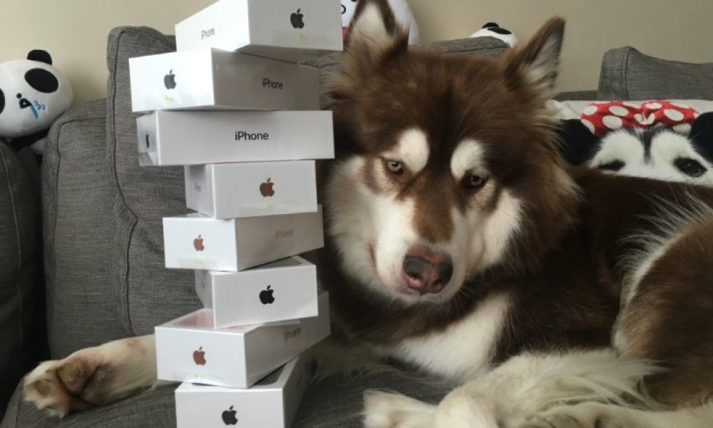 Γιος Κινέζου δισεκατομμυριούχου αγόρασε στον σκύλο του 8 συσκευές iPhone 7 (φωτο)