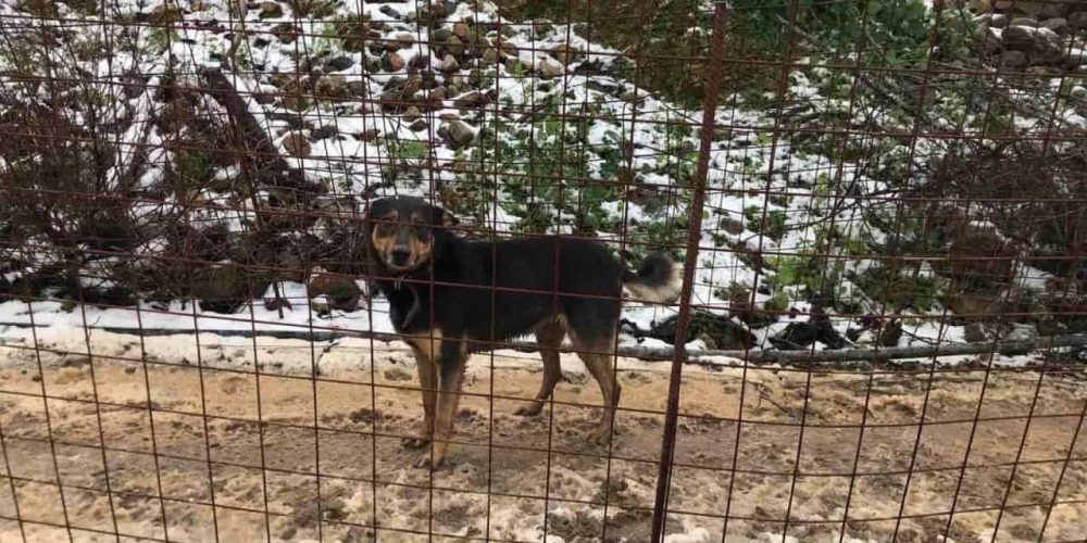 Χανιά: Απεγκλώβισαν δεσποζόμενο σκύλο στα Κεραμειά – Ζούσε σε άθλιες συνθήκες στο χιόνι (φωτο)