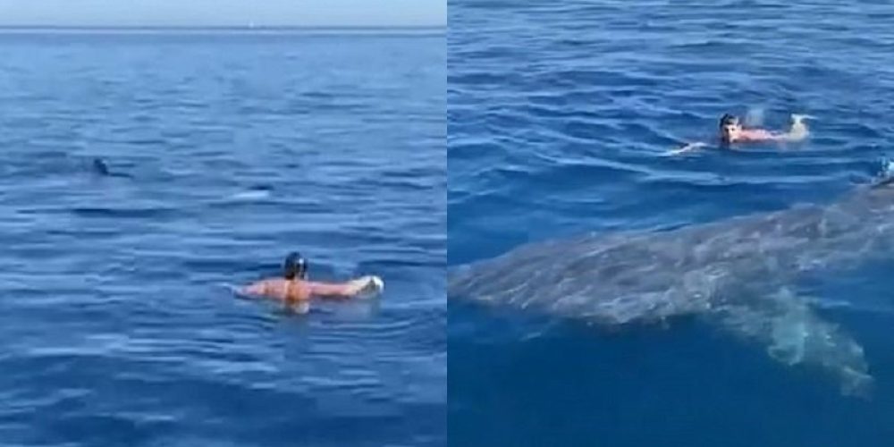 Κολυμβητής ήρθε πρόσωπο με πρόσωπο με καρχαρία 6 μέτρων (video)