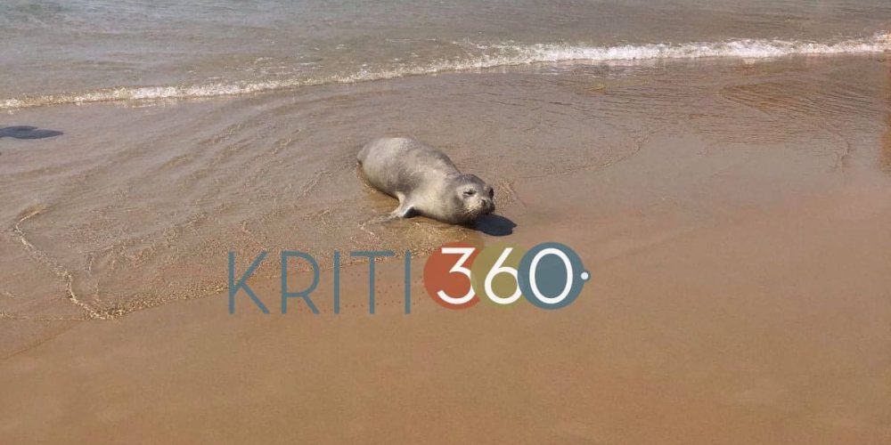 Χανιά: Φώκια κάνει το μπάνιο της σε γνωστή παραλία – Εντολή στο λιμενικό να μην την πειράξουν