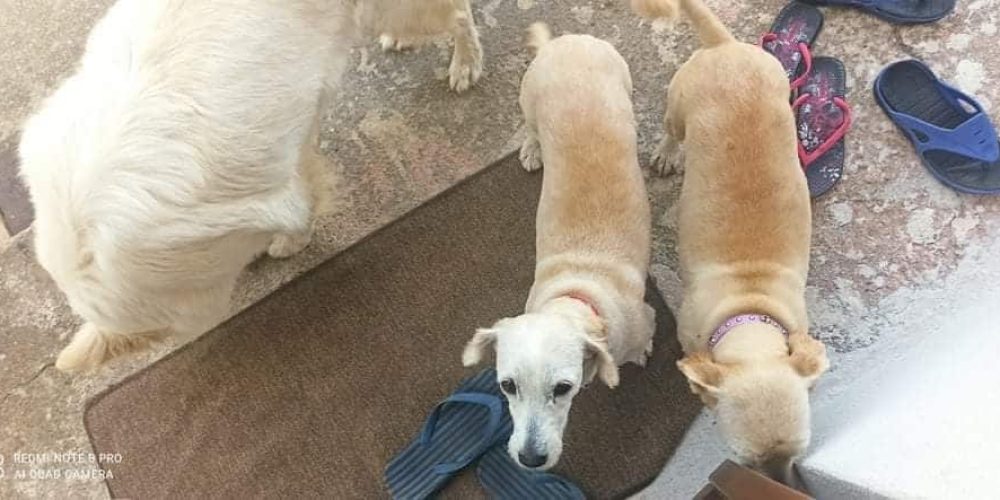 Χανιά: Χάθηκαν δυο αξιολάτρευτα σκυλάκια (φωτο)