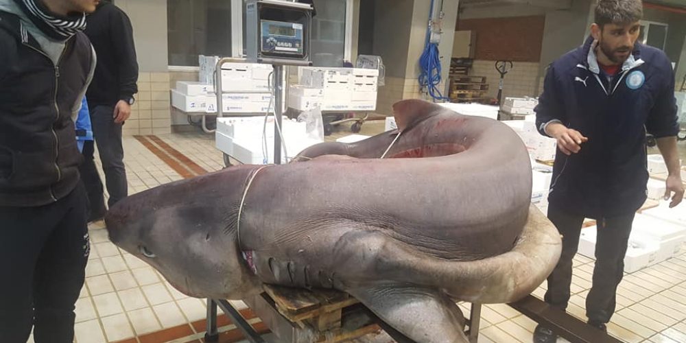Έπιασαν καρχαρία 330 κιλών με προϊστορικές ρίζες! (φωτο)