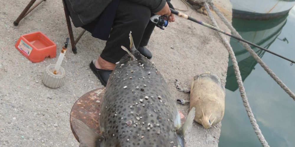 Χανιά: Λαγοκέφαλο γίγας 9,5 κιλά έπιασαν στη Σούδα (φωτο)