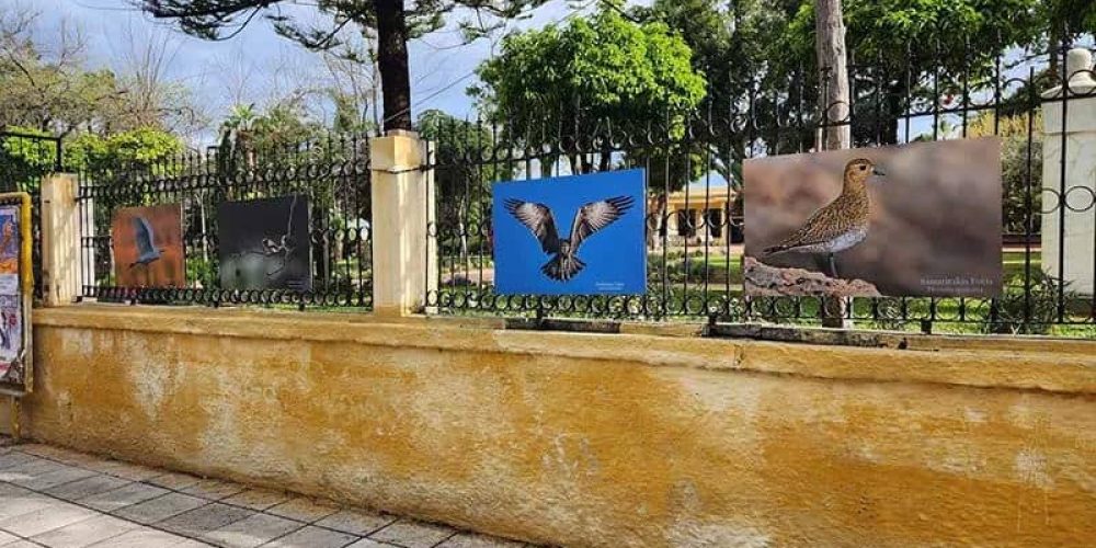 Χανιά: Φωτογραφίες πτηνών “κοσμούν” τα σκουριασμένα κάγκελα του Δημοτικού Κήπου