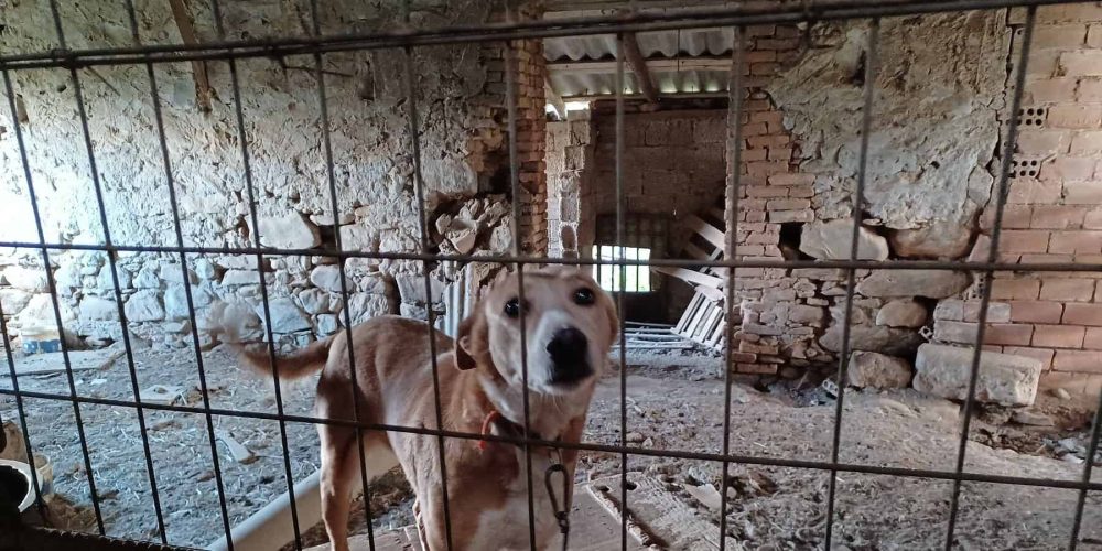 Χανιά: Συγκλονίζουν οι εικόνες από τα κακοποιημένα ζώα σε χωριό του Πλατανιά – Συνελήφθη ο ιδιοκτήτης