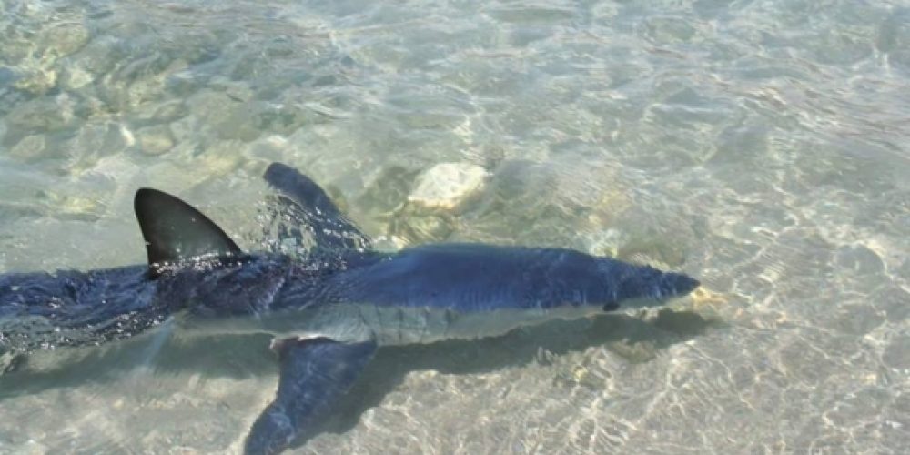 Κρήτη: Ο καρχαρίας δε λέει να φύγει από την… παραλία (φωτο)