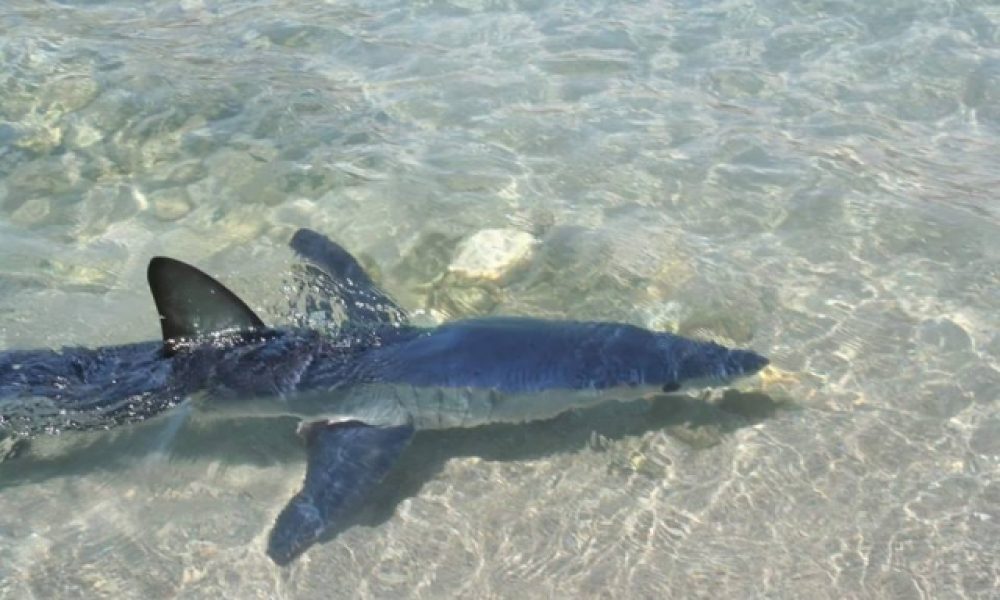 Κρήτη: Ο καρχαρίας δε λέει να φύγει από την... παραλία (φωτο)