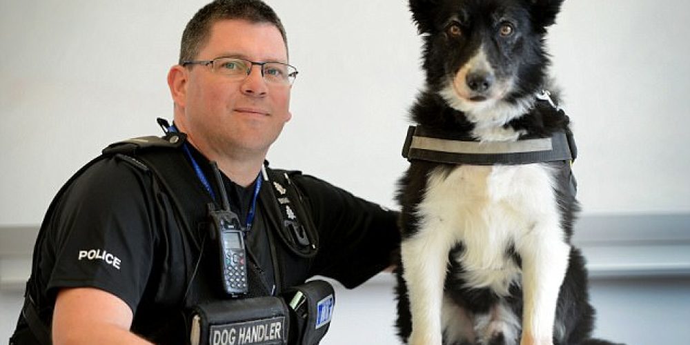 Mojo, ο σκύλος «ήρωας» που μετά την επίθεση στο Manchester Arena άρχισε να χάνει το τρίχωμά του από το σοκ