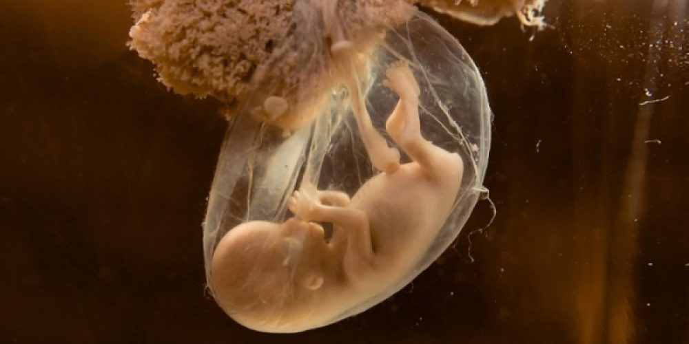 Τι συμβαίνει κατά την εκσπερμάτιση, τη γονιμοποίηση και την εγκυμοσύνη (βίντεο)