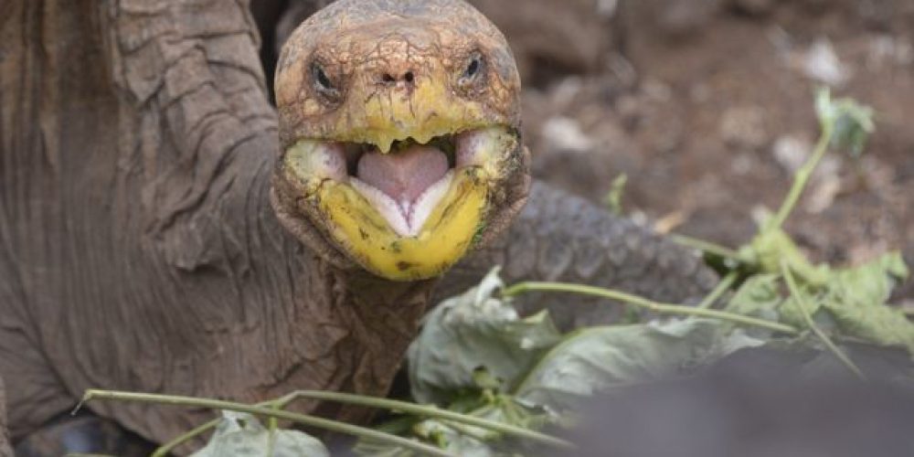 Η χελώνα με την αχαλίνωτη σεξουαλική ζωή που έσωσε το είδος της από εξαφάνιση (φωτο)