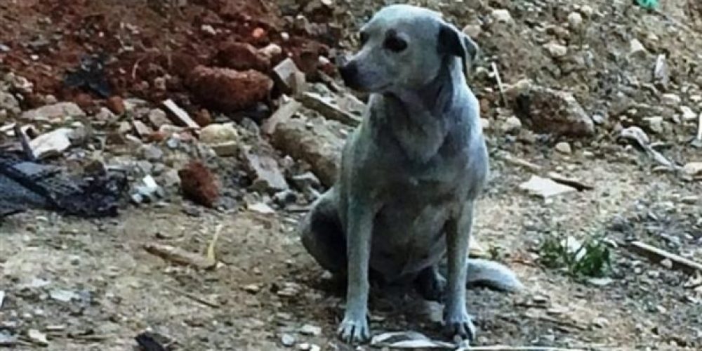 Κρήτη :Ασυνείδητοι έβαψαν σκυλίτσα με μπλε μπογιά