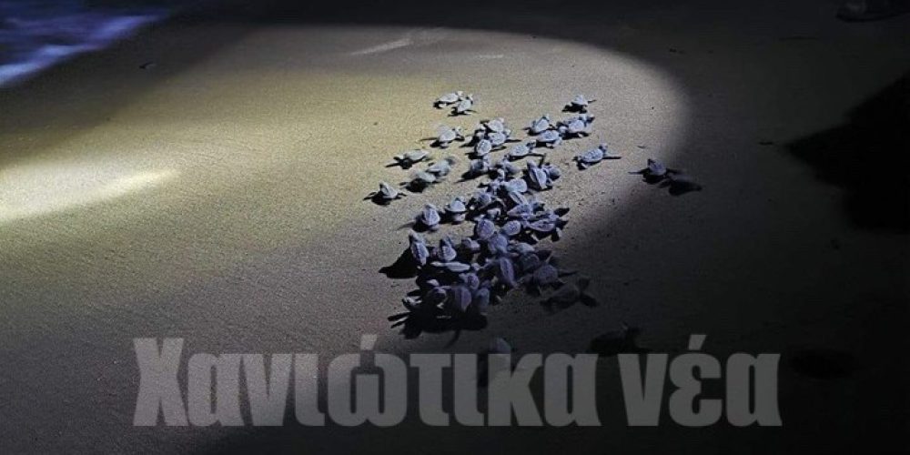 Χανιά : Πολίτες βοήθησαν χελωνάκια να βρουν το δρόμο προς τη θάλασσα