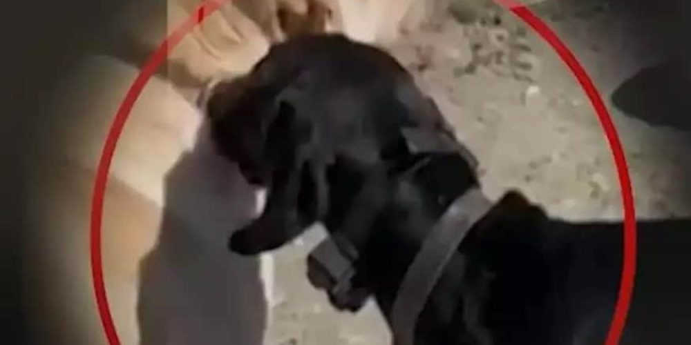 Οργή στην Κρήτη: Βασάνιζε τον σκύλο του με ηλεκτροσόκ – Συνελήφθη ο δράστης (video)