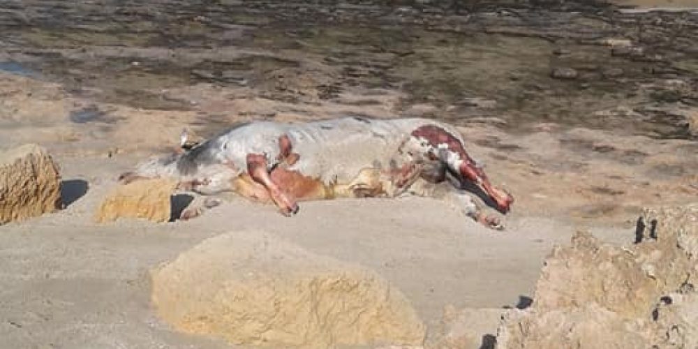 Χανιά: Η θάλασσα ξέβρασε… αγελάδα στο Ακρωτήρι (φωτο)