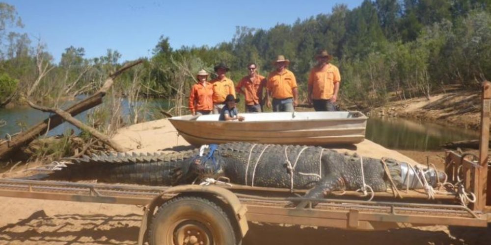 Αυστραλία: Θαλάσσιος κροκόδειλος 600 κιλών πιάστηκε έπειτα από οκτώ χρόνια