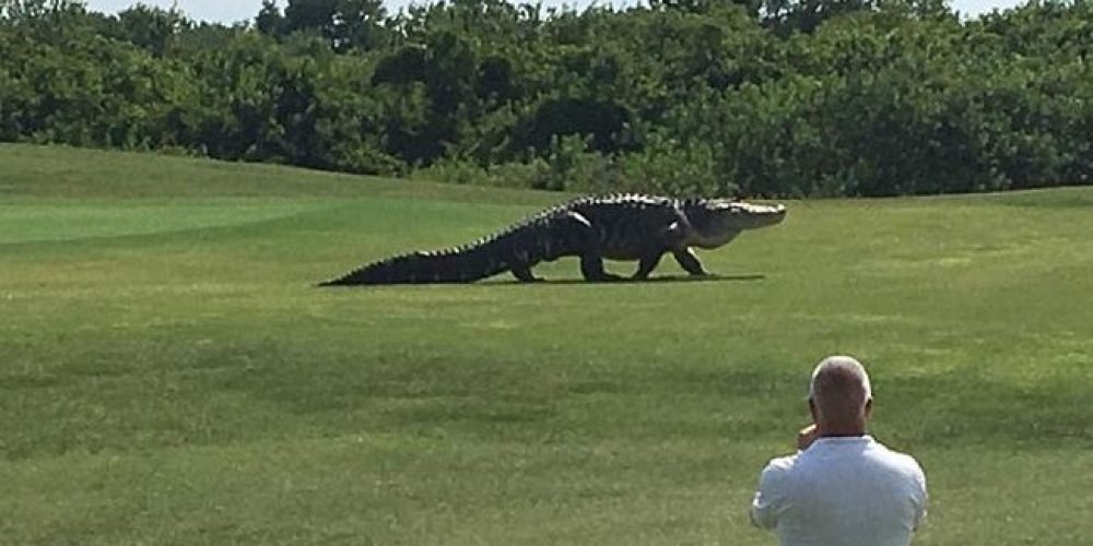 Ένας τεράστιος κροκόδειλος μήκους 4,5 μέτρων κάνει βόλτα σε γήπεδο γκολφ την ώρα που παίζουν οι αθλητές (video)