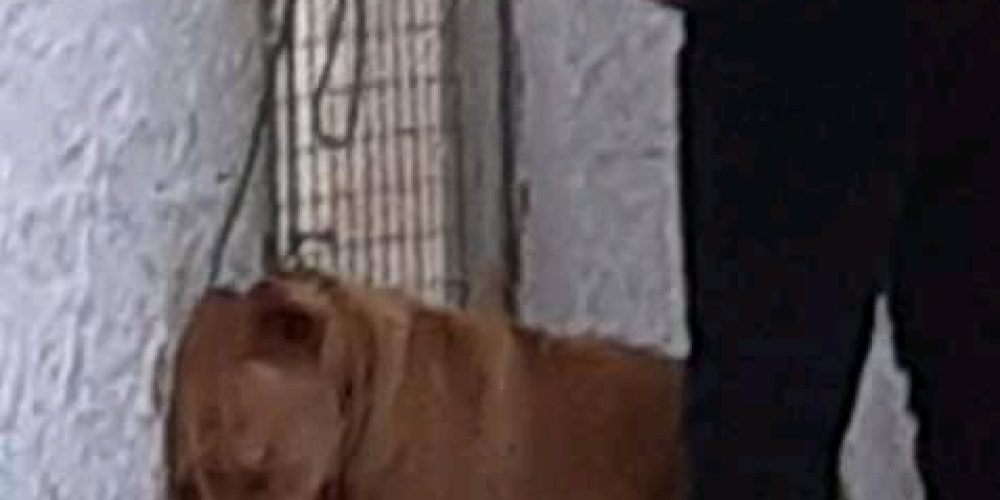 Στο Αστυνομικό Μέγαρο Χανίων ο 55χρονος που βασάνισε τον σκύλο στα Χανιά