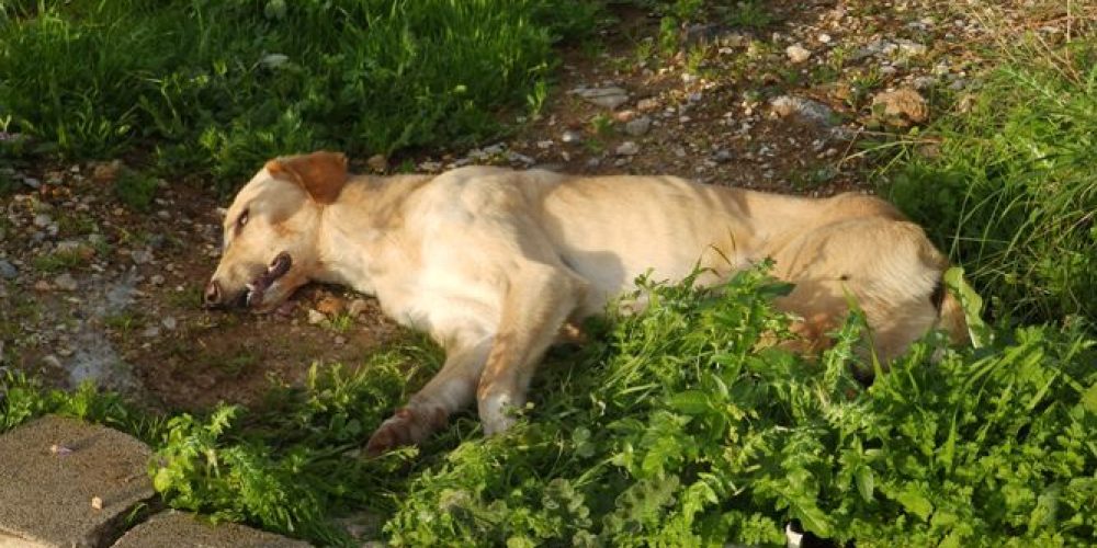 Νεκρά σκυλιά στη μέση του δρόμου στα Χανιά – Ασυνείδητοι τα «τάισαν φόλες» (φωτο)