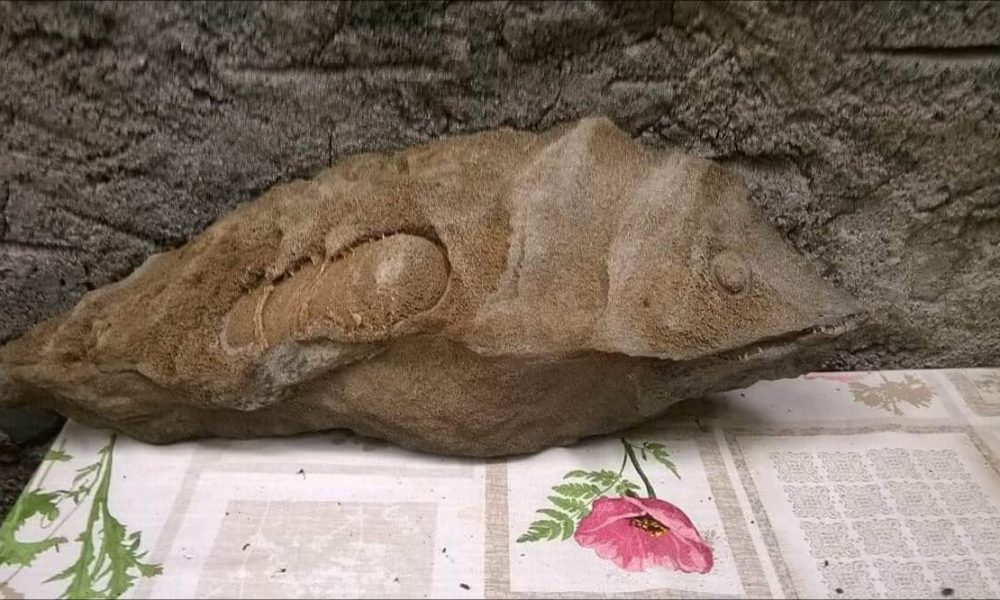 Βρέθηκε απολιθωμένο ψάρι στο φαράγγι της Σαμαριάς; (φωτο)