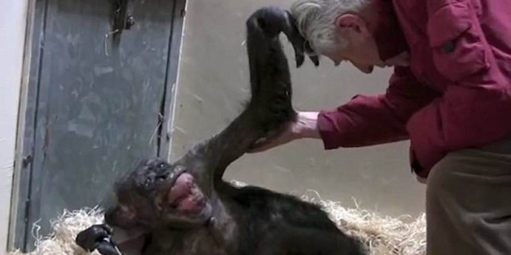 Βίντεο: Ετοιμοθάνατος χιμπατζής «φωτίζεται» ολόκληρος βλέποντας τον παλιό του φίλο
