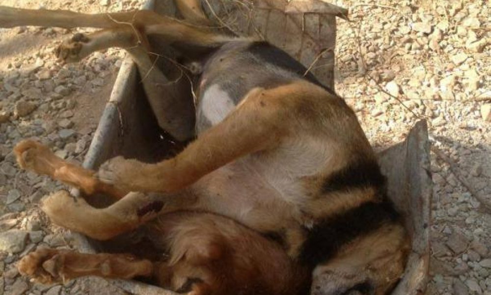 Δυσφήμιση για τα Χανιά η εξόντωση των σκυλιών στην Κάινα - Σοκαριστικές εικόνες