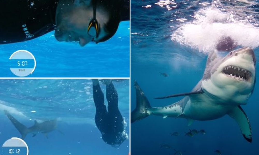 Ο Φέλπς έκανε κόντρα με λευκό καρχαρία και έχασε - Απάτη ο αγώνας διαμαρτύρονται οι θεατές (video)