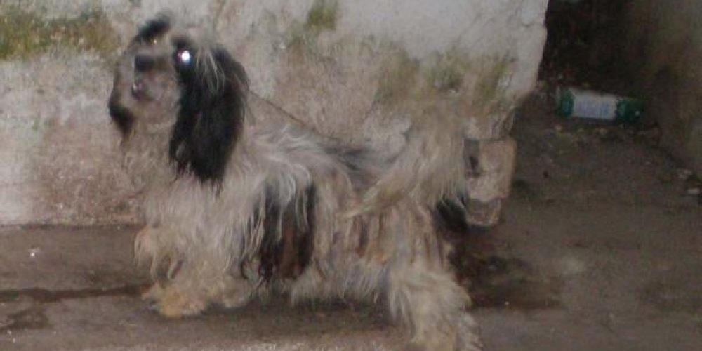Χανιά: Συνελήφθη η γυναίκα που κακοποιούσε τα 3 σκυλιά της