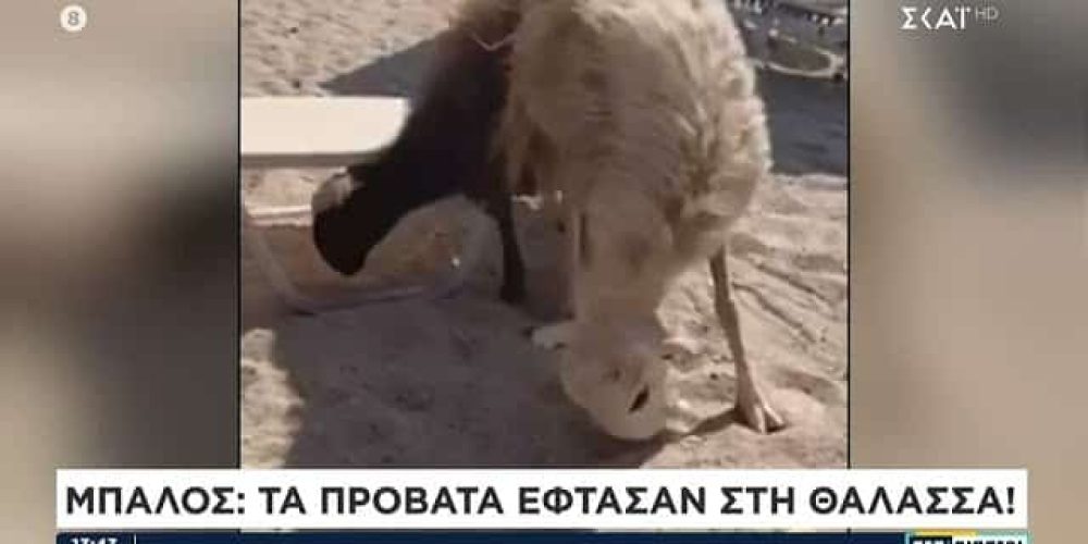 Χανιά: Πρόβατα κατηφόρισαν προς την παραλία και τρώνε…πατατάκια στη λιμνοθάλασσα του Μπάλου (Video)