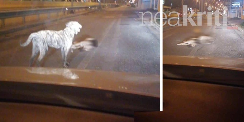 Κρήτη: Συγκλονίζει η ιστορία δύο σκυλιών – Το ένα έχασε τη ζωή του από όχημα και το άλλο αρνείται να το εγκαταλείψει (video)