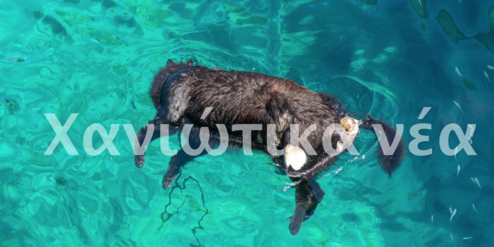 Φρίκη στα Χανιά – Έπνιξαν σκύλο στη θάλασσα (φωτο)
