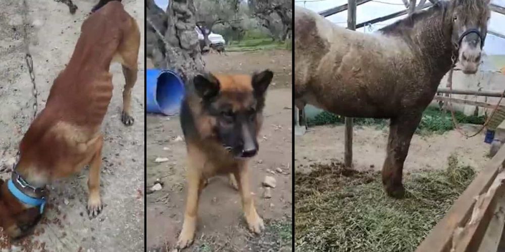 Κρήτη: Βρήκαν υποσιτισμένα σκυλιά και άλογο δεμένα σε ελαιόδεντρα – Χειροπέδες στον ιδιοκτήτη (video)
