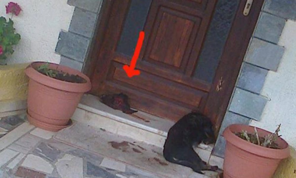 Φρίκη στην Κρήτη - Αποκεφάλισαν κουτάβι για εκδίκηση!