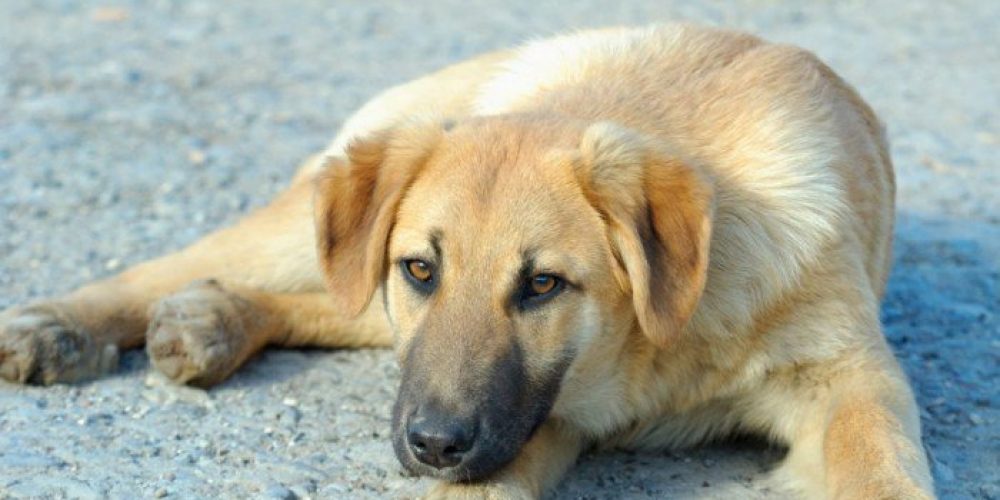 Κτηνωδία : Σκότωσαν αδέσποτο σκύλο με αλυσοπρίονο